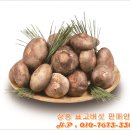 장흥표고식품 이미지
