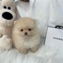 크림 화이트 포메 둘다 있어요! 귀요미 포메라니안 구경하세요! 이미지