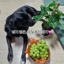 코코농장 1 | 🍇 코코샤인머스켓 3년째 재구매 후기 – 명품은 다릅니다