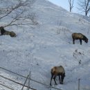 대관령사슴목장 이미지