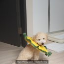 멍바라기 | [내돈내산후기 / 초코펫하우스 넥카라] 부드럽고 귀여운 해바라기 넥카라 :: 플라스틱 넥카라는...