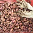 돼지감자의 효능과 먹는방법 이미지