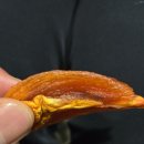 하동군산지유통센터 | [리뷰] 인생 감말랭이 등극! 촉촉하고 쫄깃한 '악양 대봉감 말랭이' 산지직송 후기