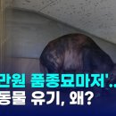 '수백만원 품종묘마저'..잇딴 동물 유기, 왜? 이미지