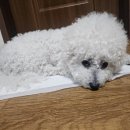 츄웰