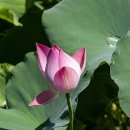 마당이수목원 이미지