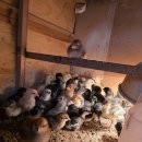 꿩 알, 칠면조 알, 청계 , 거위 종란 판매합니다(택배가능) 이미지