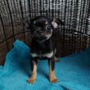 갈마애견 이미지