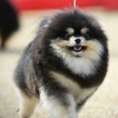 하모헤어 이미지