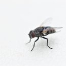파리 이미지