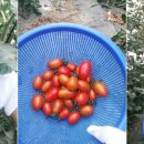 후계자주말농장 이미지