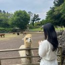 고산농장 | 도치돌 알파카목장 제주도 동물원 먹이주기 체험 농장 도치돌 후기