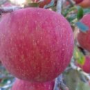 횡계고려의원 이미지