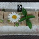 콩보리네 이미지