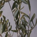 시지한의원 이미지