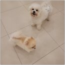 일산애견호텔 강아지 유치원 미용 맘바이 일산점 이미지