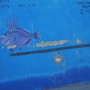 어류도감 이미지