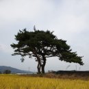 꽃심지 둔데기마을 이미지