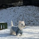 팔봉수피아 | 춘천 근교에서 찾은 실내 애견동반카페｜운동장 넓은 팔봉수피아