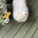 타샤의 숲속 이미지