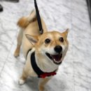 서동 펫스파 이미지