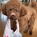 원더풀펫살롱 이미지