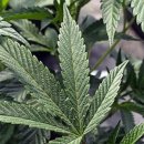 (주)대마 이미지