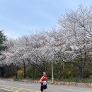 제23회 합천 벚꽃 마라톤 대회 이미지