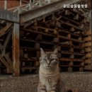 맑은숲동물병원 이미지