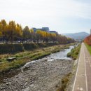 종합운동장 메타세콰이어길 | 강변길&gt;에는 누구나 다 아는 보석이 있다(&#39;당정뜰 메타세콰이어길&#39;과 가을에 꼭 가봐야 할 &#39;나무고아원&#39;)