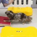 메리펫 애견유치원 이미지