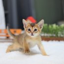 부산고양이분양 그린캣 이미지