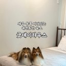 행복가득하우스 | 제주 동쪽 마당 있는 애견동반 숙소 굿데이하우스 내돈내산 후기