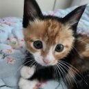 1773 | [❤️입양후기❤️] 1773. 마끼🐱