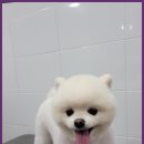 멍멍살롱 | 익산애견미용 애견 미용 멍멍살롱의 진심