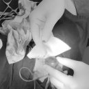 비바동물병원 이미지