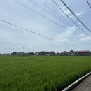 THE BOWL | 발리 짱구 숙소 the kamare canggu 식당 카페(goji goji vegan bowl, kuma coffee, warung sika...