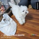 사백십오