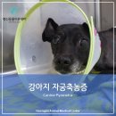 풍동 동물병원 이미지