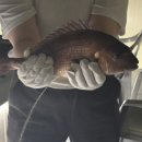CU신평하신점 | [경기/고양] 일산 실내 데이트 추천 “일산락실내바다낚시터” 이용후기