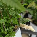 동읍350 | 창원 식물 싸게 파는 곳 | 동창원식물원에서 봄 화분 2개 구입 후기