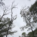 1018.인릉 이미지