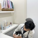 장림동 운동시설 (고석동) | 장림동 동물병원 고양이 고관절 이형성증 단순 노화로 넘기면 안 되는 이유