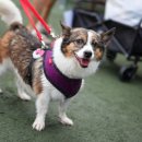 도그 스포지움 이미지