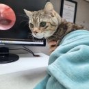 용강동물병원 | [동물병원] 고양이 비강내시경 #2