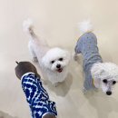 털로덮인친구들 수원시청역점 | 수원 권선동 애견호텔 털로덮인친구들 애견유치원 &amp; 애견호텔 수원시청역점 비용 시간 위치