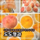 마도카 | 도도명과 복숭아 ‘복켓팅’ 후기｜금봉 황도 &amp; 마도카 백도, 1분 매진 인기 비결과 실패 없는 구매...