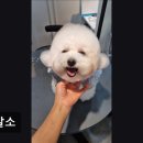 몽발소 | (수원, 강아지, 고양이, 애견미용, 추천!) 몽발소 수원 몽발소, 반려동물 안전 미용