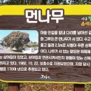 솜반천 이미지