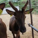 장수사슴목장 이미지